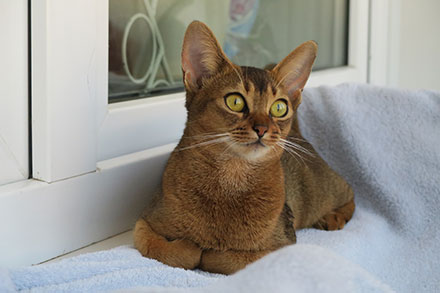 Abyssinian cat lying down inside next to a window with its paws folded underneath it